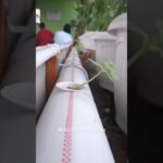 4 HST Melon inthanon & fujisawa nft hidroponik