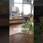 北海道のカニ太郎でカニ飯500円を食べた糖尿病904日目食事記録  #糖尿病の品格 #糖尿病 #心筋梗塞 #血糖値 #hba1c #ダイアベティス #糖質制限 #4毒抜き