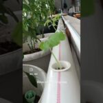 8 HST Melon inthanon & fujisawa NFT hidroponik