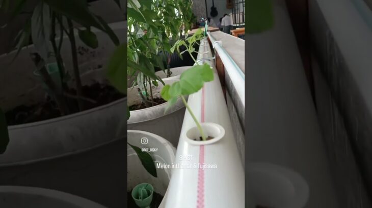 8 HST Melon inthanon & fujisawa NFT hidroponik