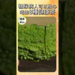 糖尿病人可以放心喝的8種健康茶，控糖不只靠藥！喝對茶才不會拖累病情，一天三杯茶，讓血糖不再飆升 ，越喝越健康，糖友茶單| 健康Wise