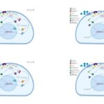 GLP-1 激动剂：糖尿病与癌症治疗的新希望 | 科学前沿解读