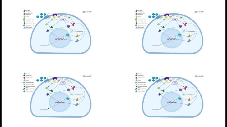GLP-1 激动剂：糖尿病与癌症治疗的新希望 | 科学前沿解读