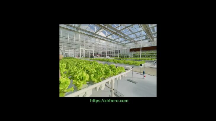 Growing Fresh Lettuce with NFT in Our Glass Greenhouse: Sustainable Farming Unveiled