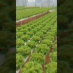 HỆ THỐNG THỦY CANH NFT – TRỒNG RAU KHÔNG CẦN ĐẤT! Hydroponics
