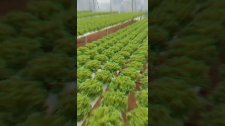 HỆ THỐNG THỦY CANH NFT – TRỒNG RAU KHÔNG CẦN ĐẤT! Hydroponics