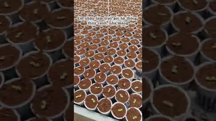 Hệ thống NFT- Thủy canh- Hydroponics: Tiết kiệm tới 90% nước. Đây là công nghệ thủy canh hồi lưu NFT