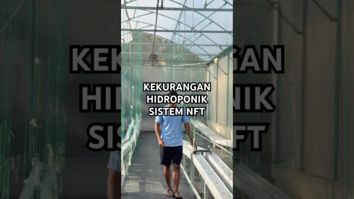 Kekurangan hidroponik sistem nft #kebunmelon #berkebun #melonhidroponik #nftsystem #hidroponik