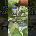 Kondisi tanaman melon hidroponik nft yang akarnya rutin dipotong  #kebunmelon  #melonhidroponik