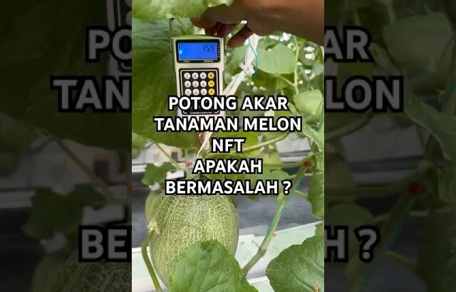 Kondisi tanaman melon hidroponik nft yang akarnya rutin dipotong  #kebunmelon  #melonhidroponik