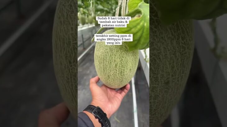 Ppm nutrisi tandon nft naik dengan sendirinya #kebunmelon #budidayatanaman #melonhidroponik