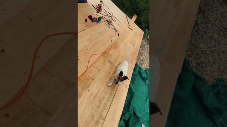 Tiny Alpha – #tinyhouse #solobuild #booking #nft