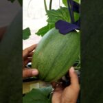 Update perkembangan melon hidroponik nft usia 33 hst    #hidroponik #greenhousemelon #snjhydrofarm