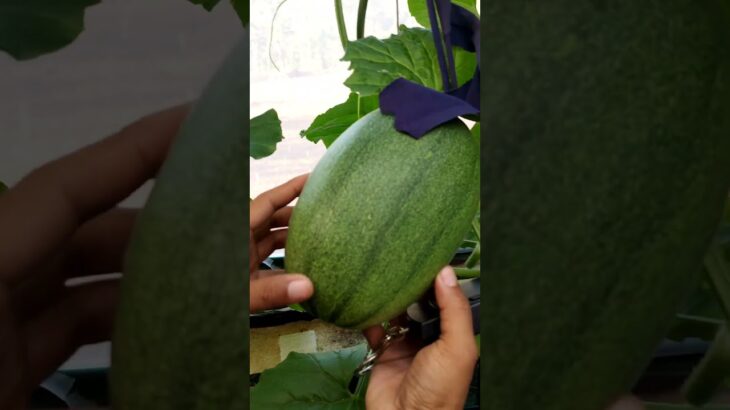 Update perkembangan melon hidroponik nft usia 33 hst    #hidroponik #greenhousemelon #snjhydrofarm