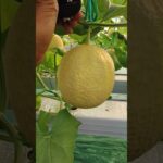 buah melon hidroponik nft ndak semua besar