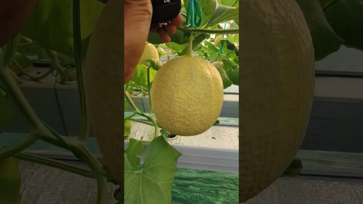 buah melon hidroponik nft ndak semua besar