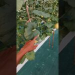 instalasi hidroponik melon NFT bocor
