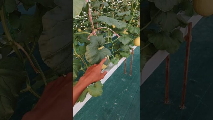 instalasi hidroponik melon NFT bocor