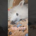 糖尿病おじいちゃん🐶パオ