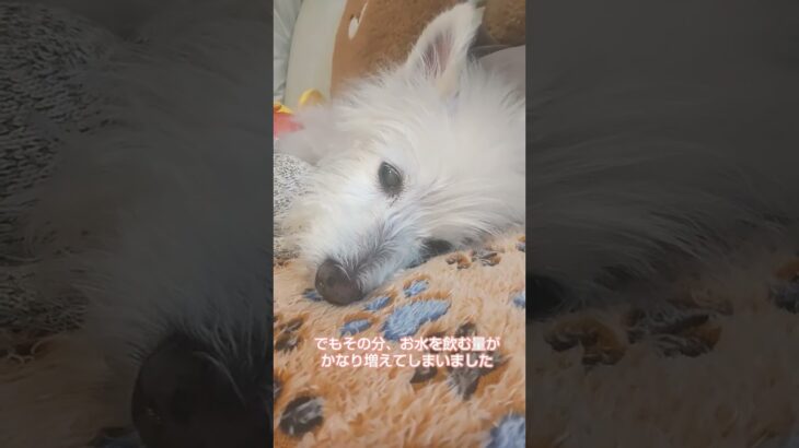 糖尿病おじいちゃん🐶パオ