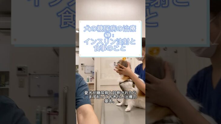 #犬#糖尿病