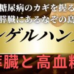 糖尿病と深く関わる「ランゲルハンス島」とは？膵臓の驚きのメカニズム！