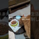 息子が帰りコチャとの生活！血糖値上がっちゃったから節制しなきゃ#糖尿病網膜症 #猫のいる暮らし  #元野良猫