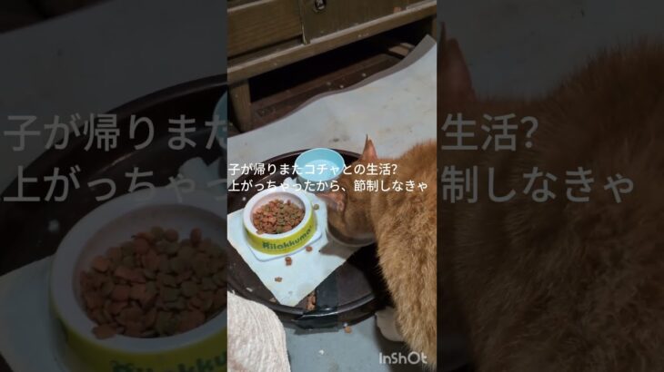 息子が帰りコチャとの生活！血糖値上がっちゃったから節制しなきゃ#糖尿病網膜症 #猫のいる暮らし  #元野良猫