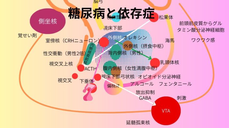 糖尿病と依存症　肥満型２型糖尿病や肥満の方は、依存症による食欲の暴走が日常的に起こっている状態です。しかし依存症ですから、ご本人は気が付いていません。無自覚に本能と潜在意識に操られています。