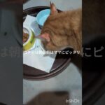 朝飯前のコチャはママにピッタリ #元野良猫 #糖尿病網膜症 #猫のいる暮らし