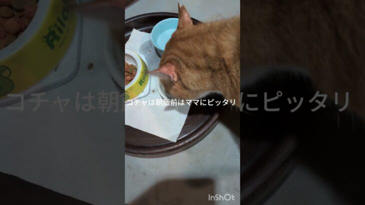朝飯前のコチャはママにピッタリ #元野良猫 #糖尿病網膜症 #猫のいる暮らし