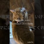 辛い現実から逃避したいけどできない！ママにはコチャがいるから #元野良猫 #糖尿病網膜症 #猫のいる暮らし