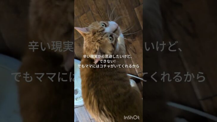 辛い現実から逃避したいけどできない！ママにはコチャがいるから #元野良猫 #糖尿病網膜症 #猫のいる暮らし