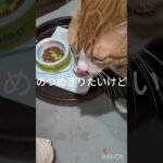コチャの爪を切りたいな #元野良猫 #糖尿病網膜症 #猫のいる暮らし