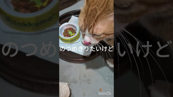 コチャの爪を切りたいな #元野良猫 #糖尿病網膜症 #猫のいる暮らし