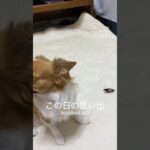 蝉の死骸を捕獲して持ってきた#チワワ