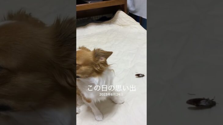 蝉の死骸を捕獲して持ってきた#チワワ