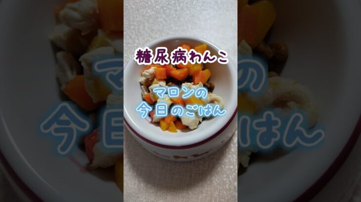 糖尿病わんこの手作りごはん　#シニア犬と暮らす #トイプードル #わんこごはん