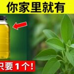 片叶子能逆转糖尿病、融化腹部脂肪并快速清理动脉！