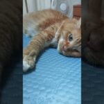 糖尿病のためインスリンを打った後の猫のトラ#ねこのいる生活 #猫糖尿病
