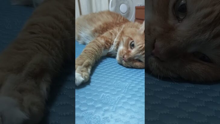 糖尿病のためインスリンを打った後の猫のトラ#ねこのいる生活 #猫糖尿病