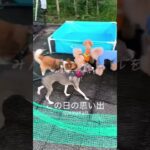 ドッグラン #チワワ #ドックラン