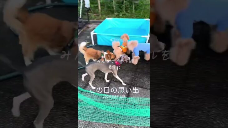 ドッグラン #チワワ #ドックラン