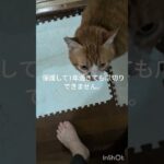 保護して1年過ぎても爪切りできません #元野良猫 #糖尿病網膜症 #猫のいる暮らし