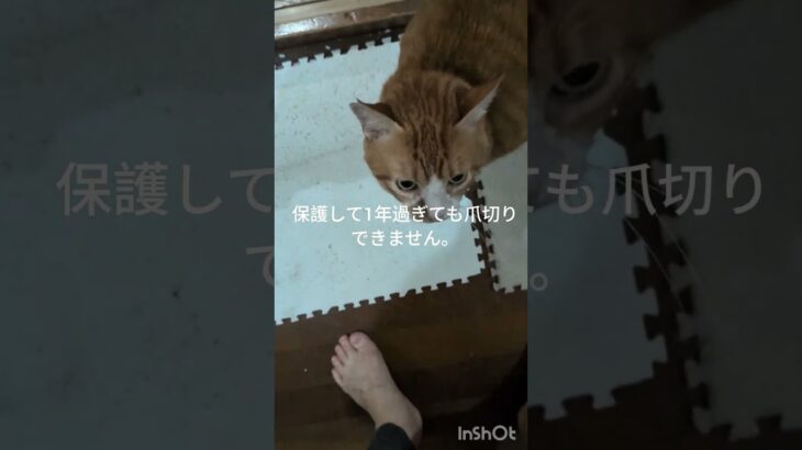 保護して1年過ぎても爪切りできません #元野良猫 #糖尿病網膜症 #猫のいる暮らし