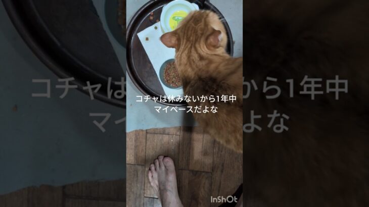 コチャは休みないから1年中マイペース #元野良猫 #糖尿病網膜症 #猫のいる暮らし