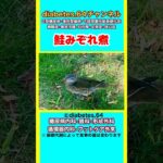 #2型糖尿病#狭心症#食事療法#自炊記録【鮭みぞれ煮】