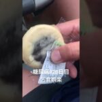 糖尿病全食事記録928日目 半額乞食した30円まんじゅう食べた