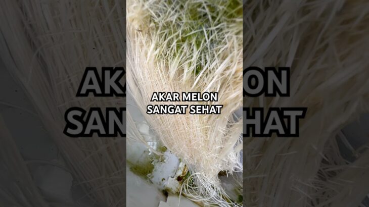 Akar tanaman melon sistem nft #kebunmelon #farming #budidayatanaman #melonhidroponik