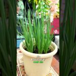 Aprende a cultivar sin tierra tus alimentos #hidroponia #jardin #casera #nft